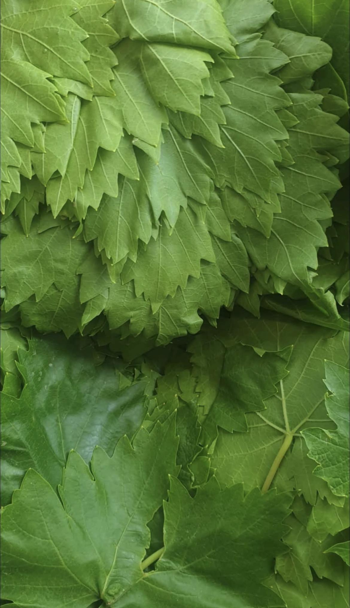Salamura Yaprak 5x5 Kg Avantajlı Paket